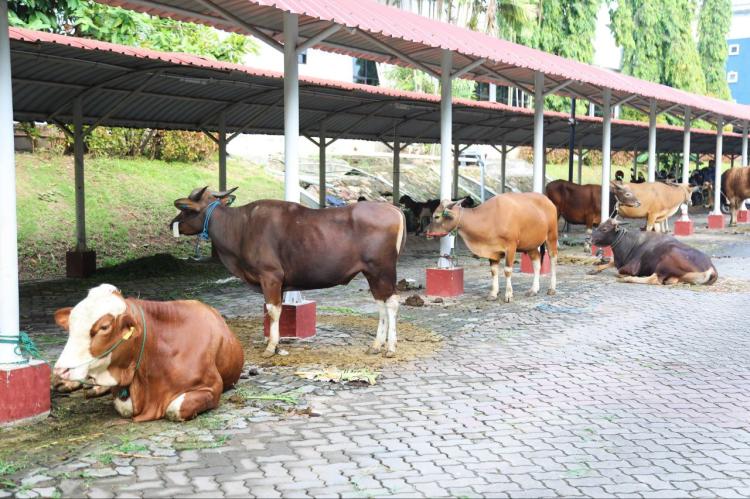 BP Batam Sembelih 14 Sapi dan 12 Kambing, Distribusikan untuk Masyarakat yang Membutuhkan