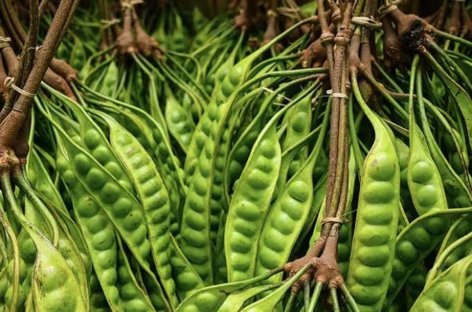 Petai, Antara Aroma Khas dan Manfaat Luar Biasa untuk Kesehatan