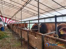 Tips Memilih Hewan Kurban yang Sehat Jelang Idul Adha di Batam