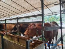 Warga Batam Harus Tahu! Berikut Panduan Memilih Hewan Kurban yang Sehat dan Bebas Penyakit