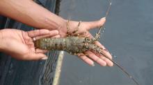 Aturan Baru Tata Kelola Lobster: Informasi Penting yang Wajib Diketahui oleh Pengusaha dan Nelayan