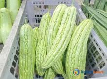 Manfaat Luar Biasa Pare, Sayuran Pahit yang Kaya Nutrisi