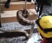 Damkar Batam Evakuasi Ular Piton Berukuran Besar di Salah Satu Rumah di Sukajadi