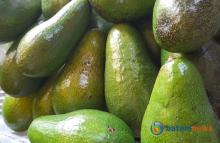 Mengungkap 5 Manfaat Utama Buah Alpukat untuk Kesehatan