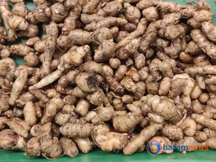 Kencur, Rahasia Obat Tradisional Indonesia yang Kaya Manfaat Kesehatan