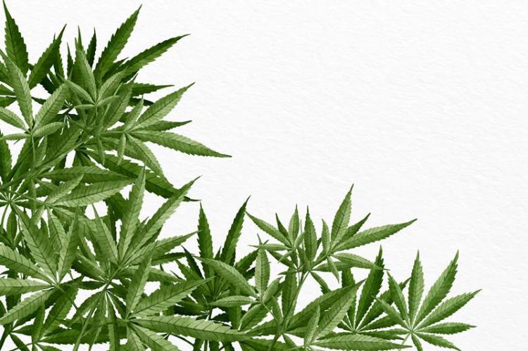 Polresta Tanjungpinang Ringkus Oknum Honorer Pemko Tanam Ganja di Dalam Pot