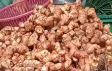 Jahe: Rempah Multifungsi dengan Segudang Manfaat Kesehatan