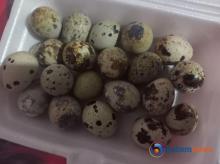 Manfaat Luar Biasa dari Telur Puyuh, Kecil Tapi Kaya Nutrisi