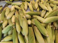 Catat! Berikut Efek Samping Konsumsi Jagung dalam Jumlah Besar