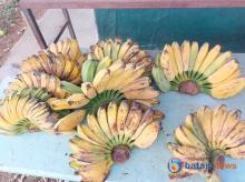 Eksplorasi Kuliner Pisang Kepok: Dari Gorengan Hingga Getuk, Hidangan yang Menggoda Selera