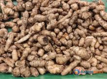 Kencur, Rahasia Obat Tradisional Indonesia yang Kaya Manfaat Kesehatan