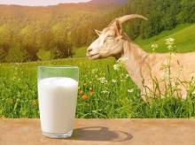 Mengenal Manfaat Kesehatan dari Susu Kambing sebagai Alternatif Nutrisi