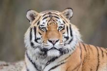 Pekerja Kebun Sawit di Pekanbaru Tewas Diterkam Harimau