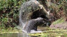 Seorang Pria Jadi Korban Terkaman Buaya di Sungai Rokan, Basarnas Pekanbaru Kerahkan Tim SAR