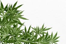 Polresta Tanjungpinang Ringkus Oknum Honorer Pemko Tanam Ganja di Dalam Pot