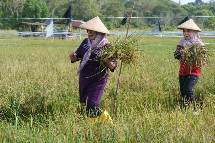 Pemkab Bintan Panen 13 Hektare Padi Nutrisi di Poyotomo, Bantu Penanggulangan Stunting