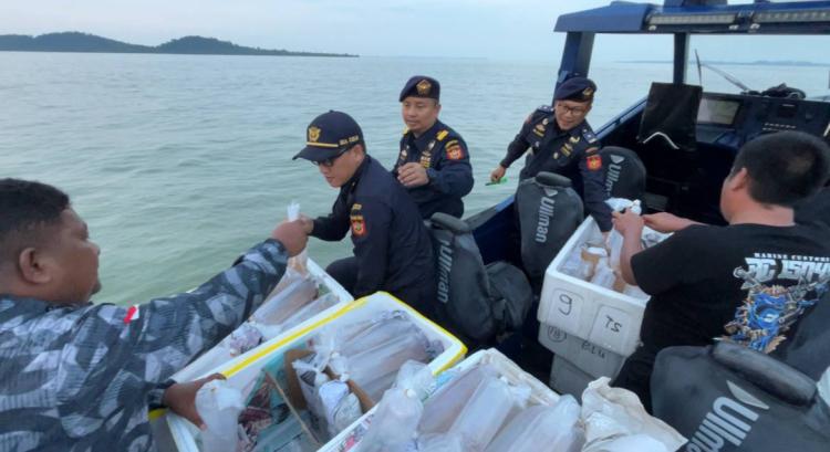 Bea Cukai Kepulauan Riau Gagalkan Penyelundupan 177.300 Ekor Benih Lobster Senilai 17,7 Miliar Rupiah
