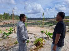 Waka I DPRD Lingga Pantau Perkebunan Sawit PT. CSA di Desa Limbung, Prioritaskan Manfaat untuk Warga
