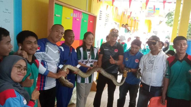 Ular Sanca Berukuran Lebih dari 2 Meter Muncul di SMP Negeri 2 Karimun, Evakuasi Berhasil Dilakukan