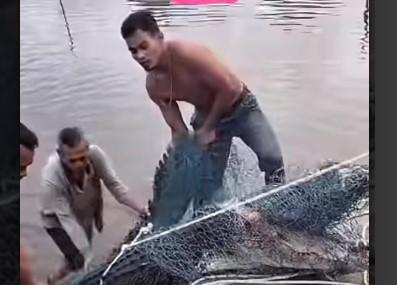 Penampakan Buaya Hitam 3 Meter di Pelabuhan Desa Hilir Serasan Gegerkan Warga