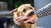 Dinas PKH Riau Gelar Vaksinasi Rabies Gratis Bagi Hewan Peliharaan