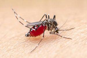 Kasus Malaria di Desa Kuala Selat, Inhil Meningkat Jadi 66 Kasus