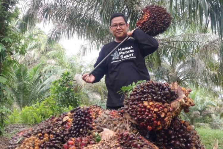 Kabar Baik! Harga TBS Kelapa Sawit Umur 9 Tahun di Riau Tembus Rp 3.279,08/Kg