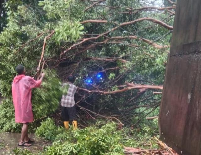 Tanggap Darurat! Pemkot Batam Atasi Pohon Tumbang Akibat Hujan Deras