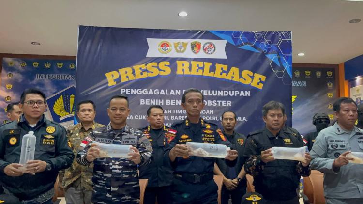 Bea Cukai Kepri Gagalkan Penyelundupan 189.000 Benih Lobster Senilai Rp19,2 Miliar 