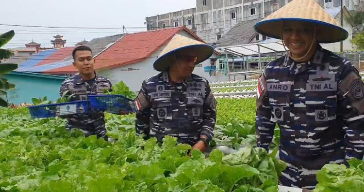 Pangkoarmada I Laksda Yoos Suryono Hadi Panen Raya Sayur Hidroponik di Lahan Lanal TBK