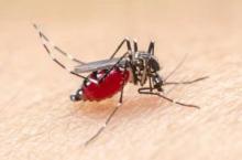 Kasus Malaria di Desa Kuala Selat, Inhil Meningkat Jadi 66 Kasus