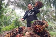 Kabar Baik! Harga TBS Kelapa Sawit Umur 9 Tahun di Riau Tembus Rp 3.279,08/Kg