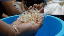 Bea Cukai Batam Gagalkan Penyelundupan Puluhan Kotak Benih Lobster di Bintan, Diduga Milik "Pemain Lama"