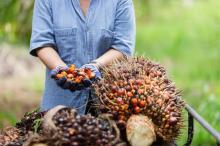 Harga TBS Sawit di Riau Kembali Naik, Tertinggi di Kelompok Umur 9 Tahun