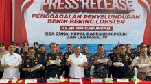 Tim Gabungan Gagalkan Penyelundupan 237 Ribu Benih Lobster Senilai Rp 23,8 Miliar di Batam