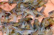 Penyelundupan Benih Lobster di Karimun, Bukan Dari Kepri Melainkan Banyuwangi hingga Daerah Ini