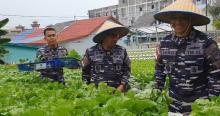 Pangkoarmada I Laksda Yoos Suryono Hadi Panen Raya Sayur Hidroponik di Lahan Lanal TBK