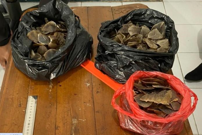 10,9 Kg Sisik Trenggiling dari Kalimantan Barat akan Dibawa ke Vietnam Ditangkap Polda Kepri