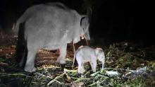 Anak Ngatini dan Robin, Bayi Gajah Sumatra Lahir Sehat di TWA Buluh Cina Riau