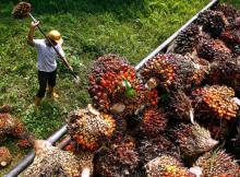 Harga TBS Sawit Riau Terbaru Naik, Cek Daftar Harga Berdasarkan Usia Tanaman