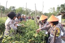 Polsek Meral Panen Raya Cabai, Dukung Ketahanan Pangan di Karimun