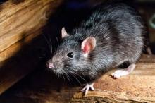 Lima Aroma Alami Pengusir Tikus di Musim Hujan