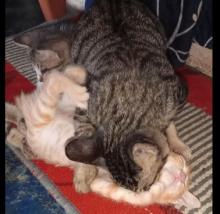 Kucing, Teman Setia dengan Beragam Manfaat Kesehatan