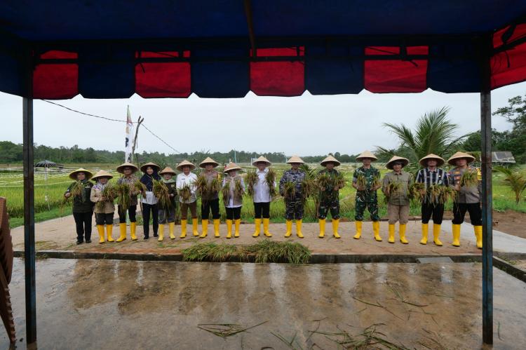 Panen Raya Benih Padi Inpari IR Nutri Zinc di Bintan, Dukung Upaya Atasi Stunting