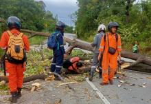 Hujan dan Angin Kencang di Karimun, Pengendara Motor Tertimpa Pohon Tumbang