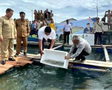40.000 Benih Ikan Kerapu Cantang dan 1.500 Benih Teripang Dibagikan ke Masyarakat Cantang