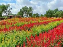 Objek Wisata Celosia Karimun Resmi Dibuka Kembali, Hadirkan Keindahan dengan Wajah Baru