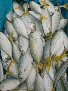 Harga Ikan Segar di Tanjungpinang Naik Jelang Pergantian Tahun, Stok Tetap Melimpah