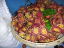 Lagi Musim Rambutan di Kepulauan Riau, Begini Cara Konsumsi Agar Aman Dimakan