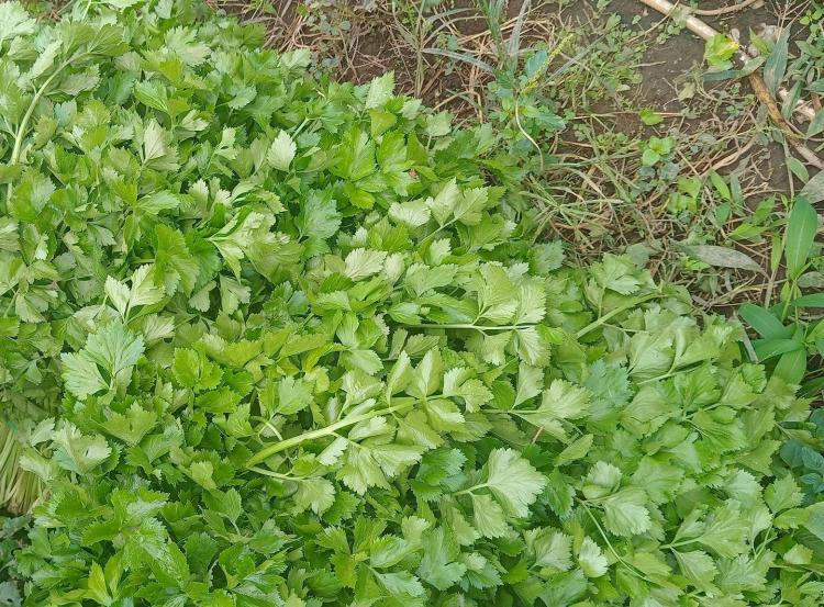 Banyak Dijual di Pasar Tanjungpinang, Daun-daun Ini Dapat Membantu Mengurangi Tekanan Darah Tinggi